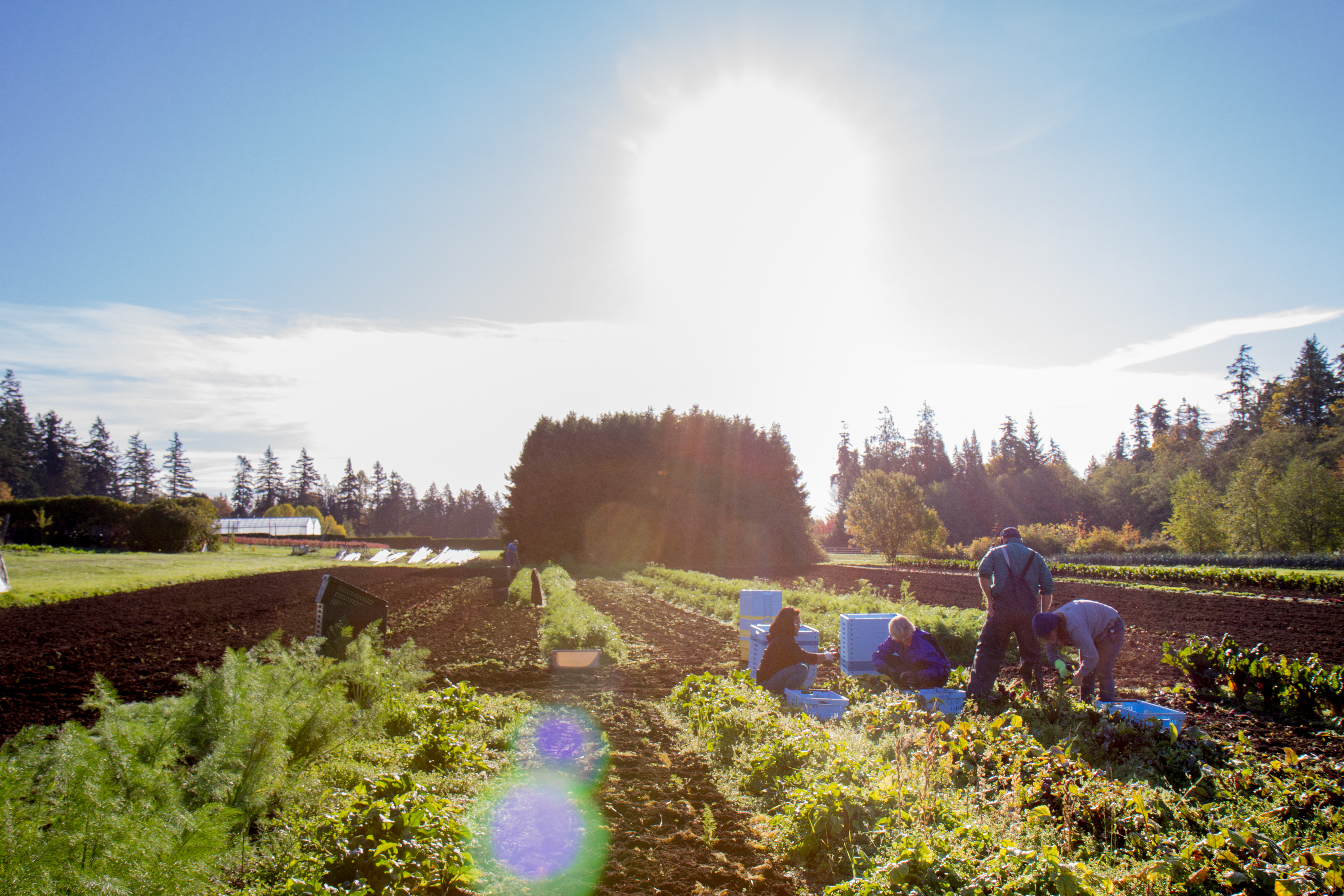 Farm Farm