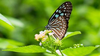 This CLL project seeks to revolutionize biological monitoring of insects in real time.