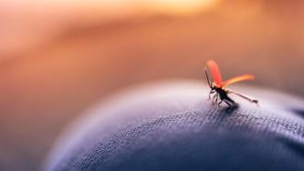 Mosquito