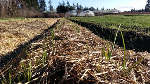 UBC Farm