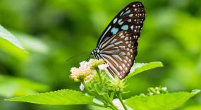 This CLL project seeks to revolutionize biological monitoring of insects in real time.