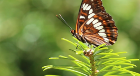 Exploring the Intersection of Urban Trees, Microbes, and Insects: The CTMAIN Project at UBC Investigates the Impact of Tree Selection on Biodiversity and Develops New Methods for Assessing Microbial and Insect Communities.